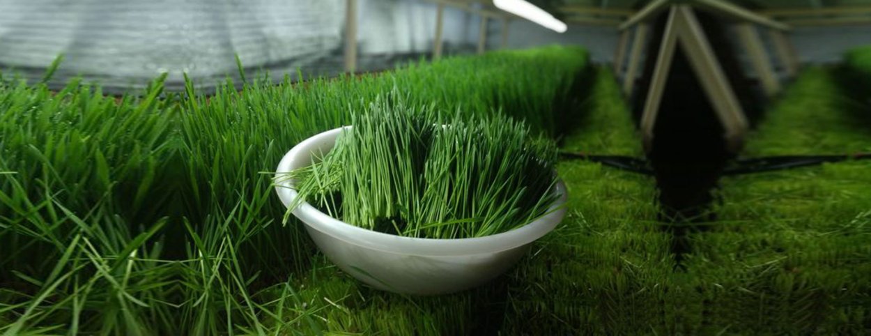 Микрозелень овес