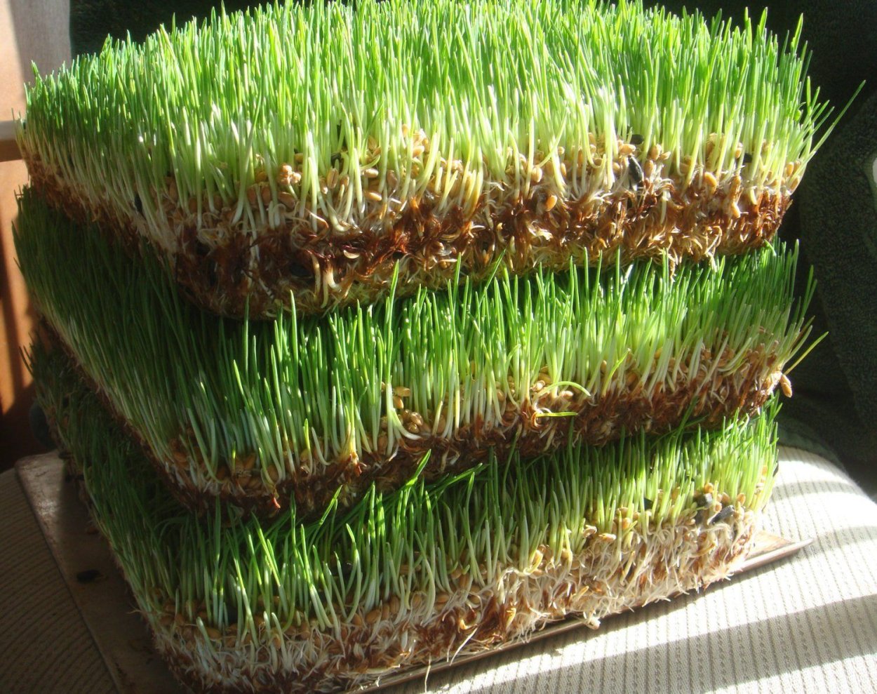 Стеллаж для гидропоники