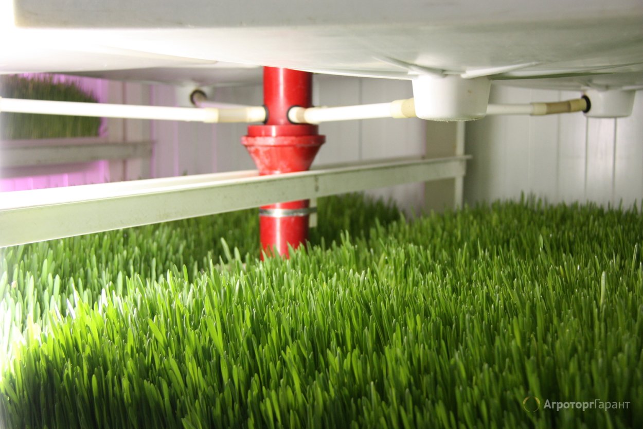 Гидропоника для пшеницы