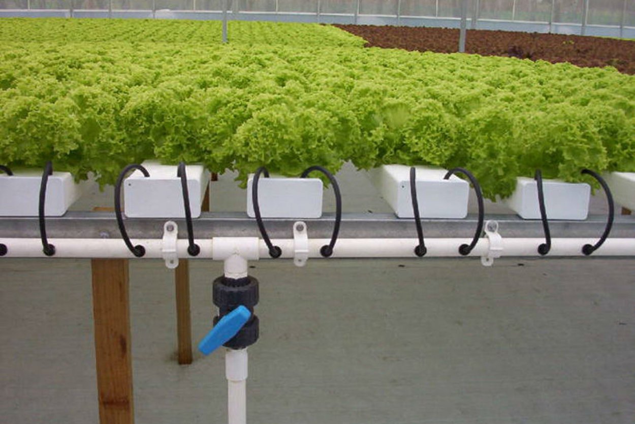 Лук на аэропонике