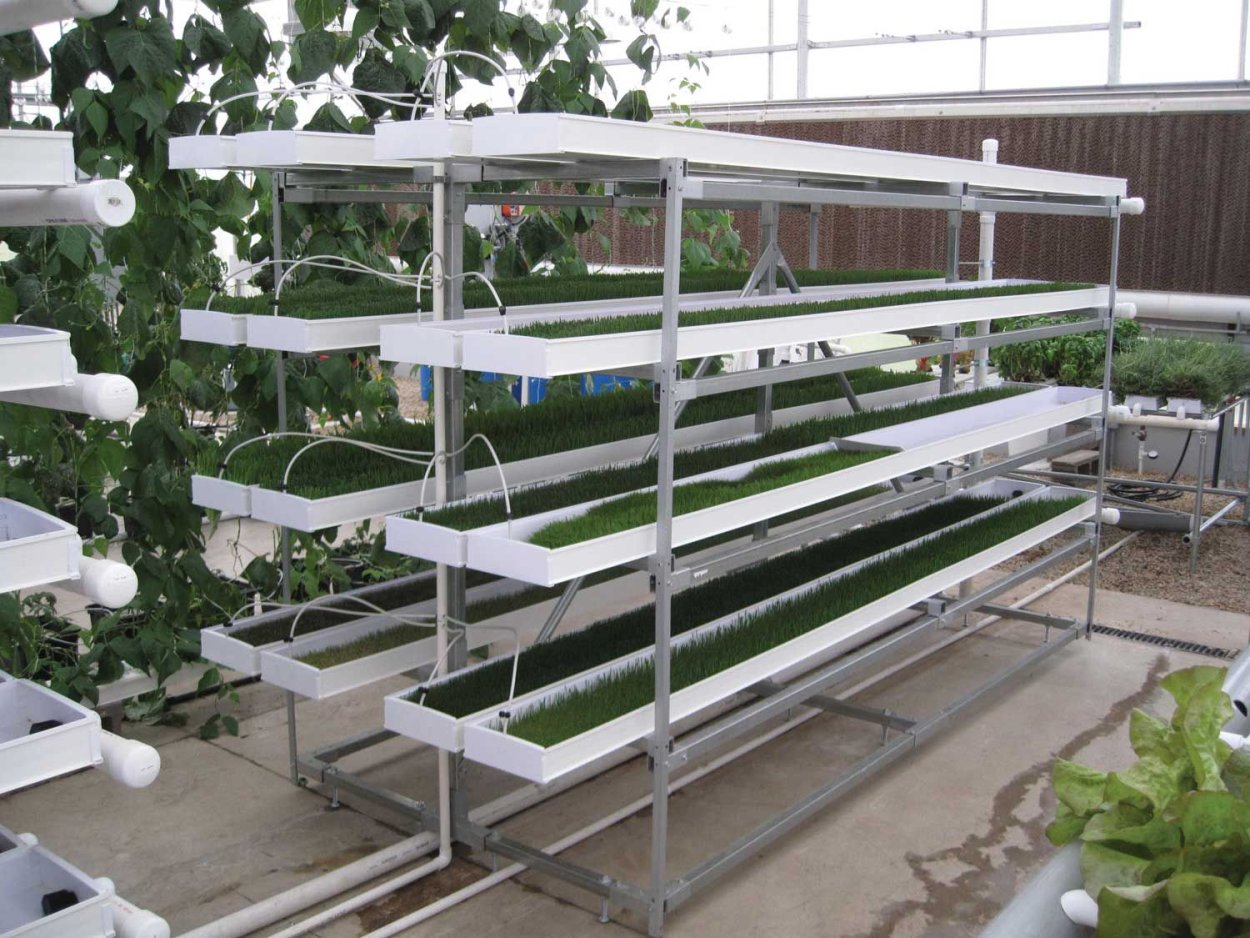 Витграсс на гидропонике