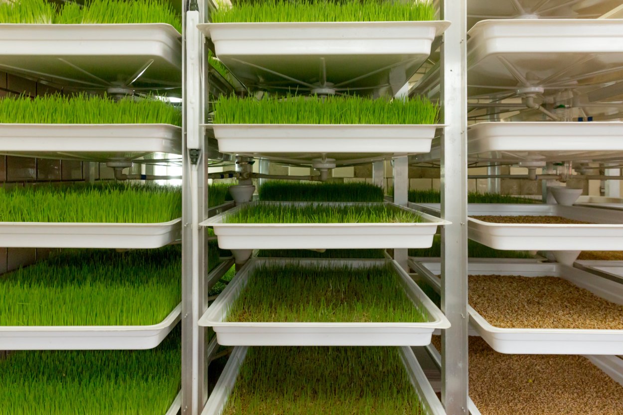 Гидропонный овёс