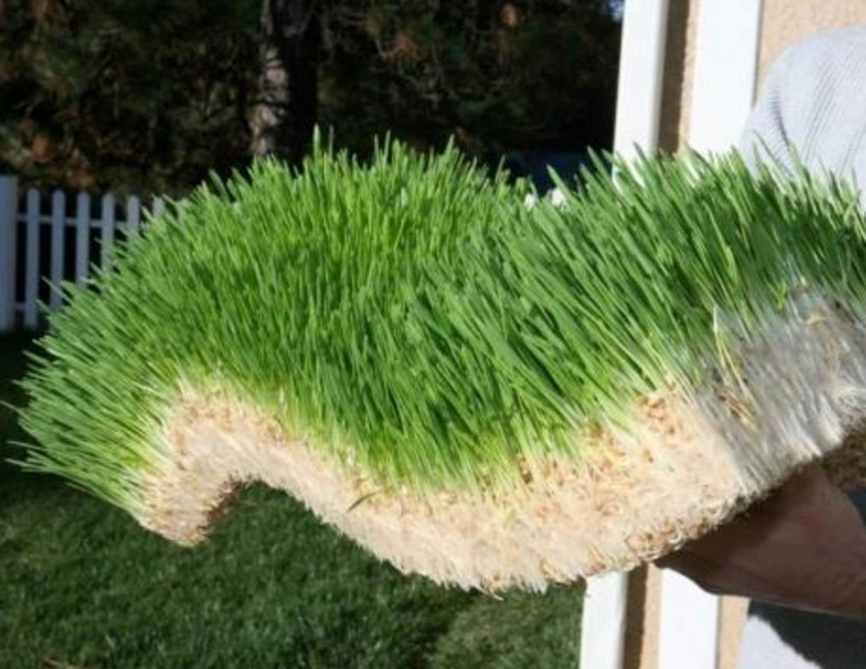 Зеленый гидропонный фураж