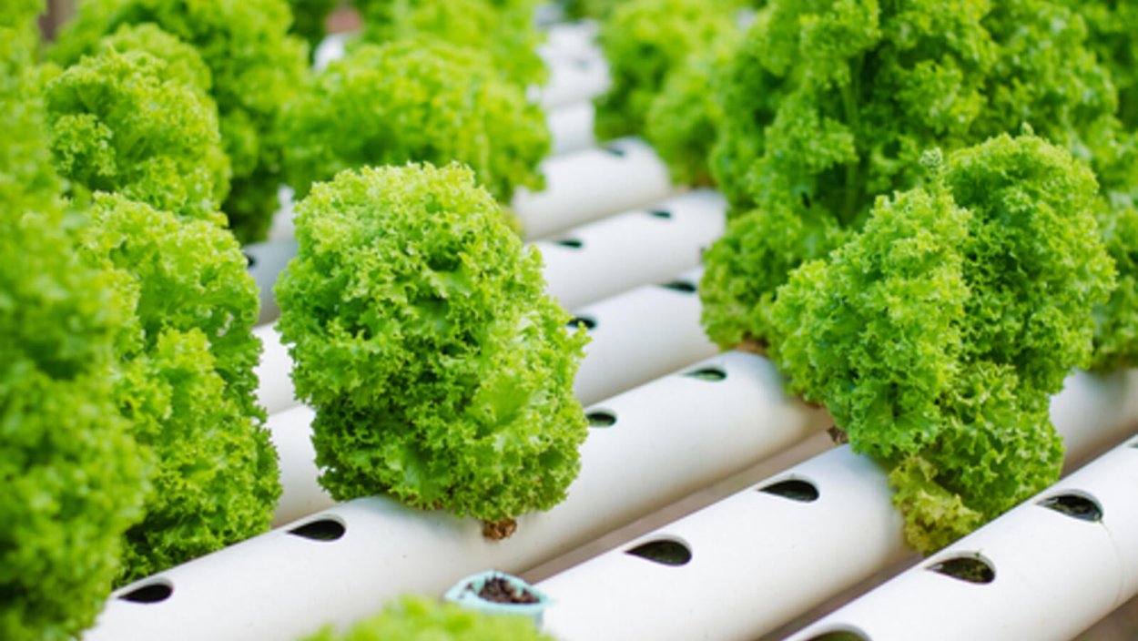 Микрозелень ферма