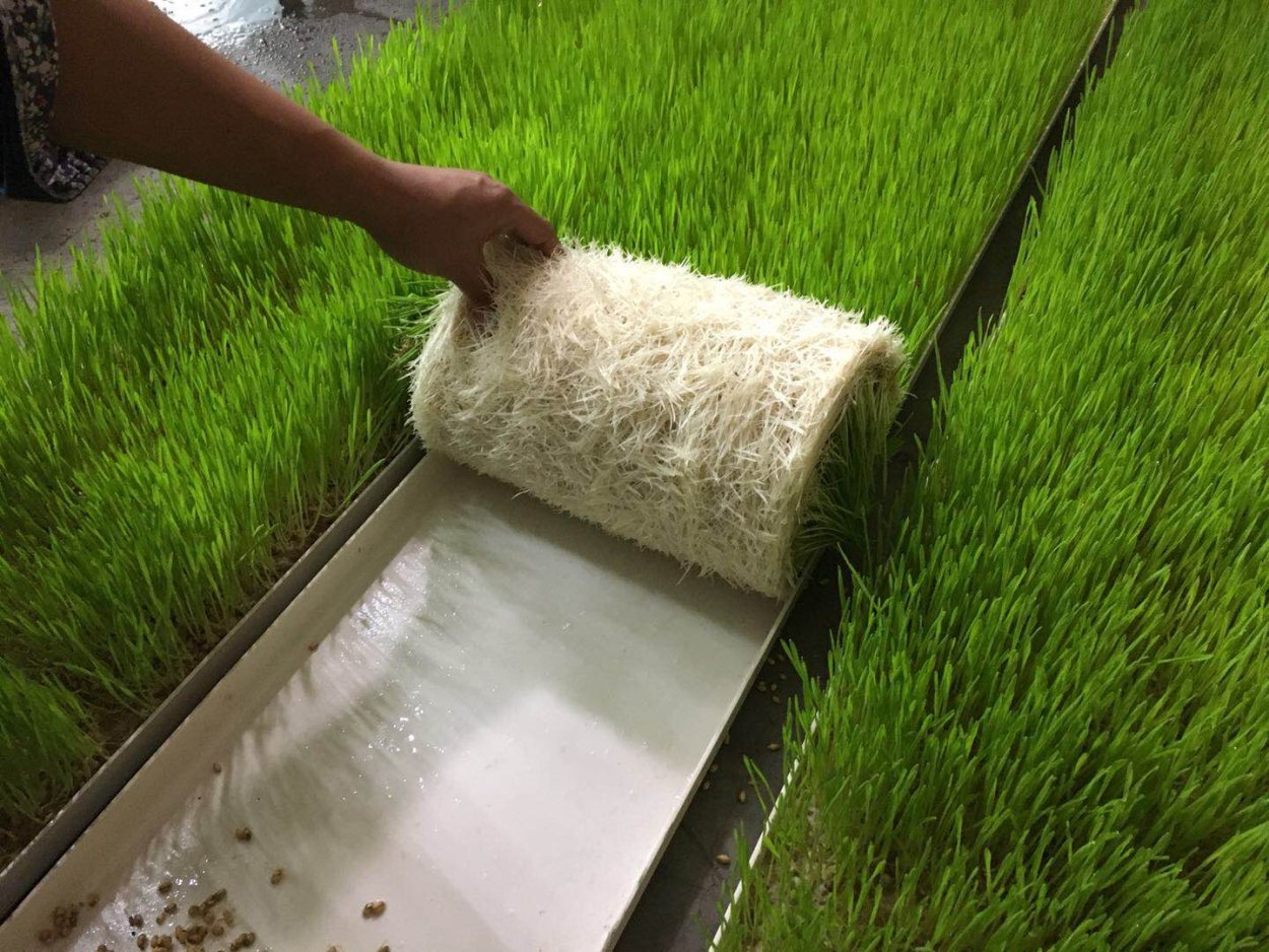 Гидропонный овёс