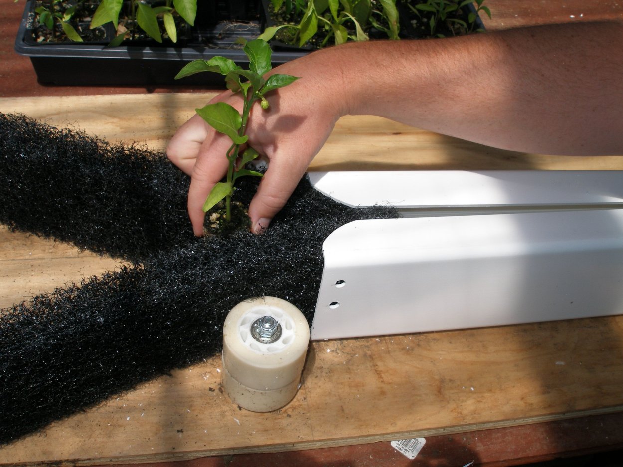 Микрозелень ферма