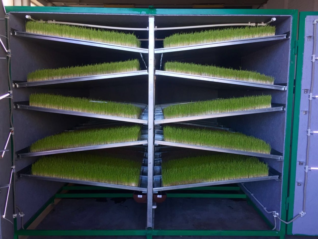 Аэро клубника проращивание