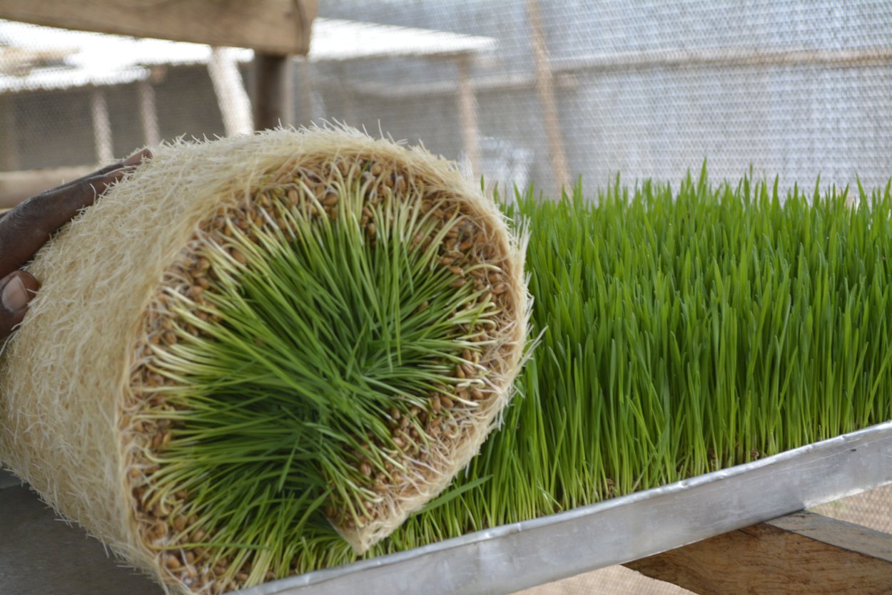 Пшеница Wheatgrass гидропоника