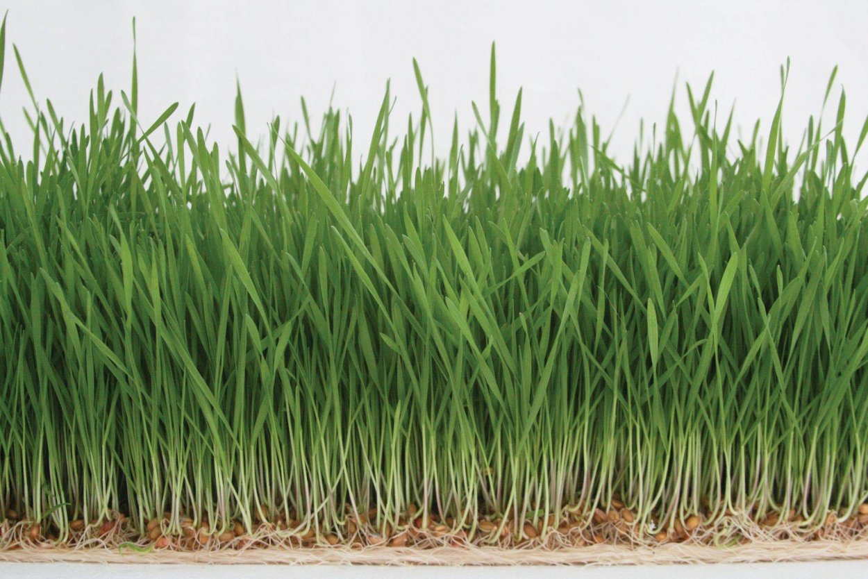 Гидропонный зеленый корм