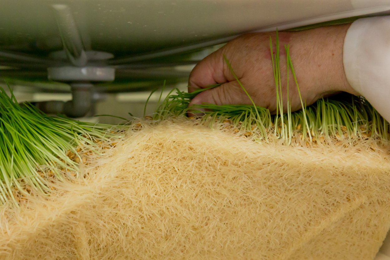 ГЗК гидропонный зеленый корм