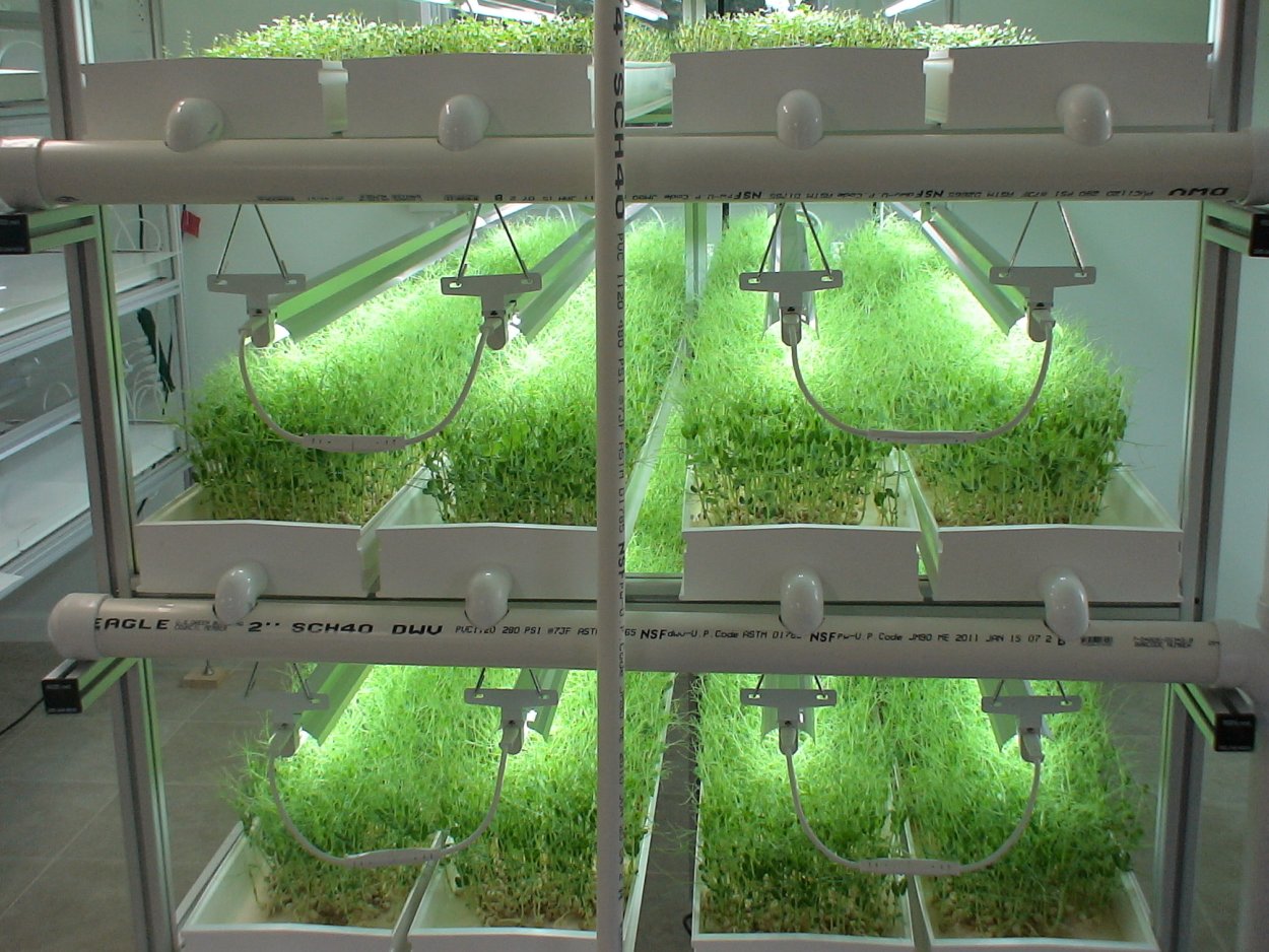 Система гидропоники для микрозелени