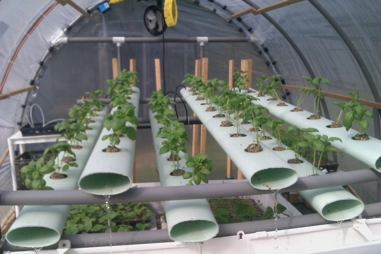 Рис на гидропонике