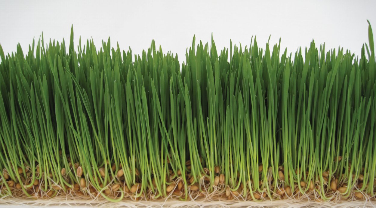 Проращиватель семян автоматический Vitaseed