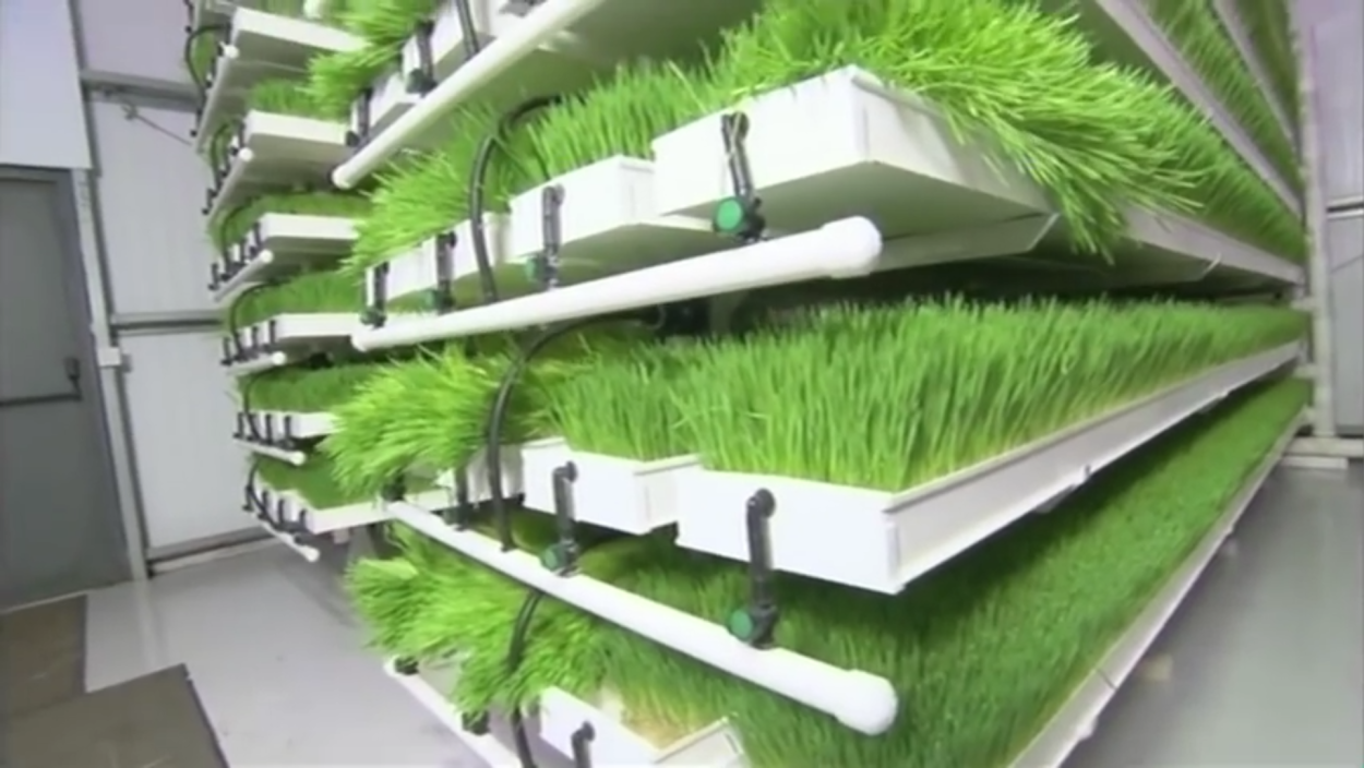 Поддоны для гидропоники зелень