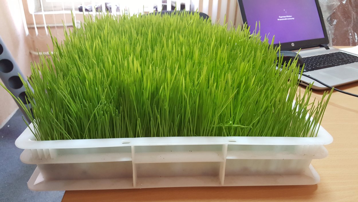 Микрозелень пырей