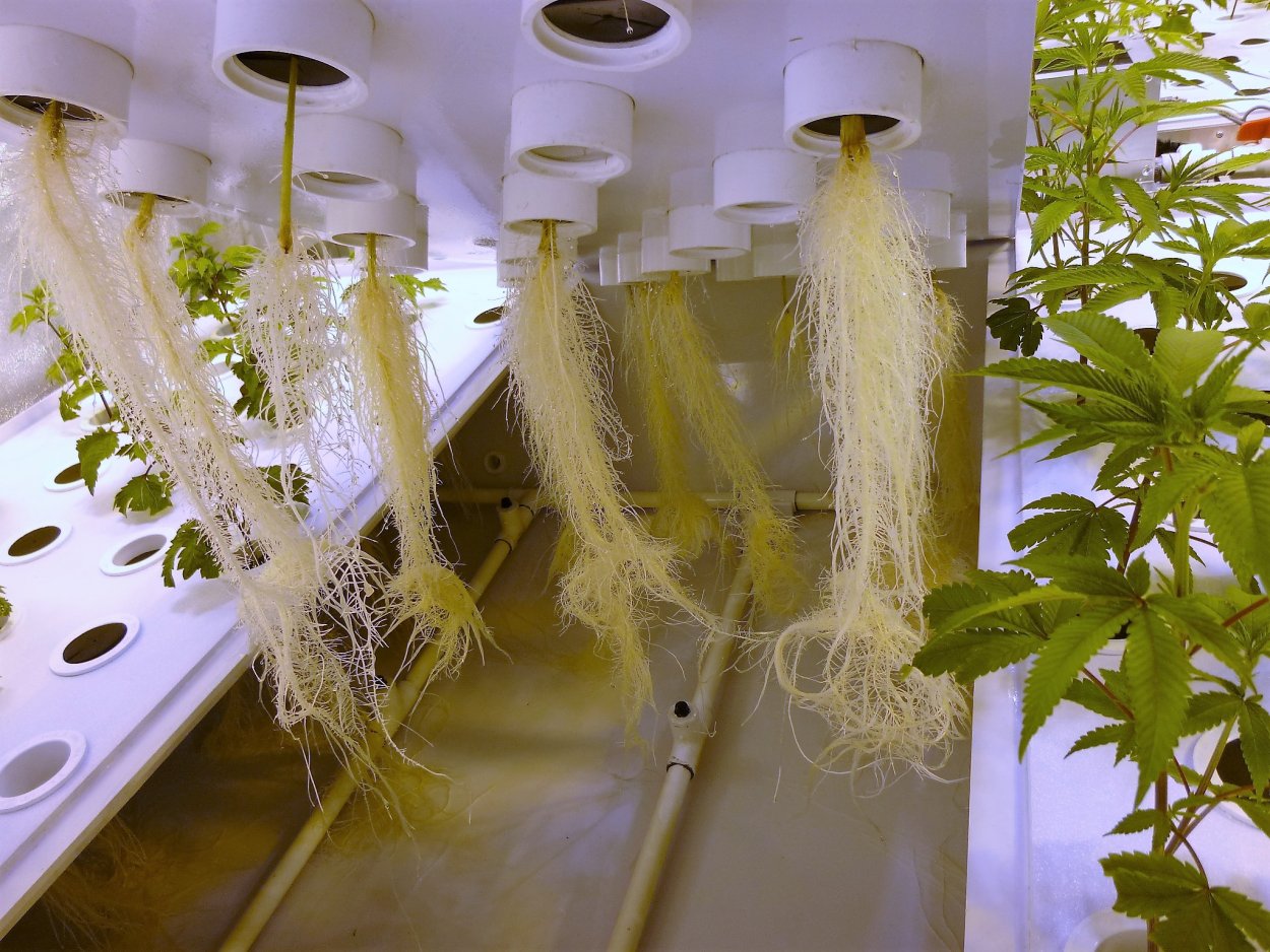 Гидропоника Субстратная культура