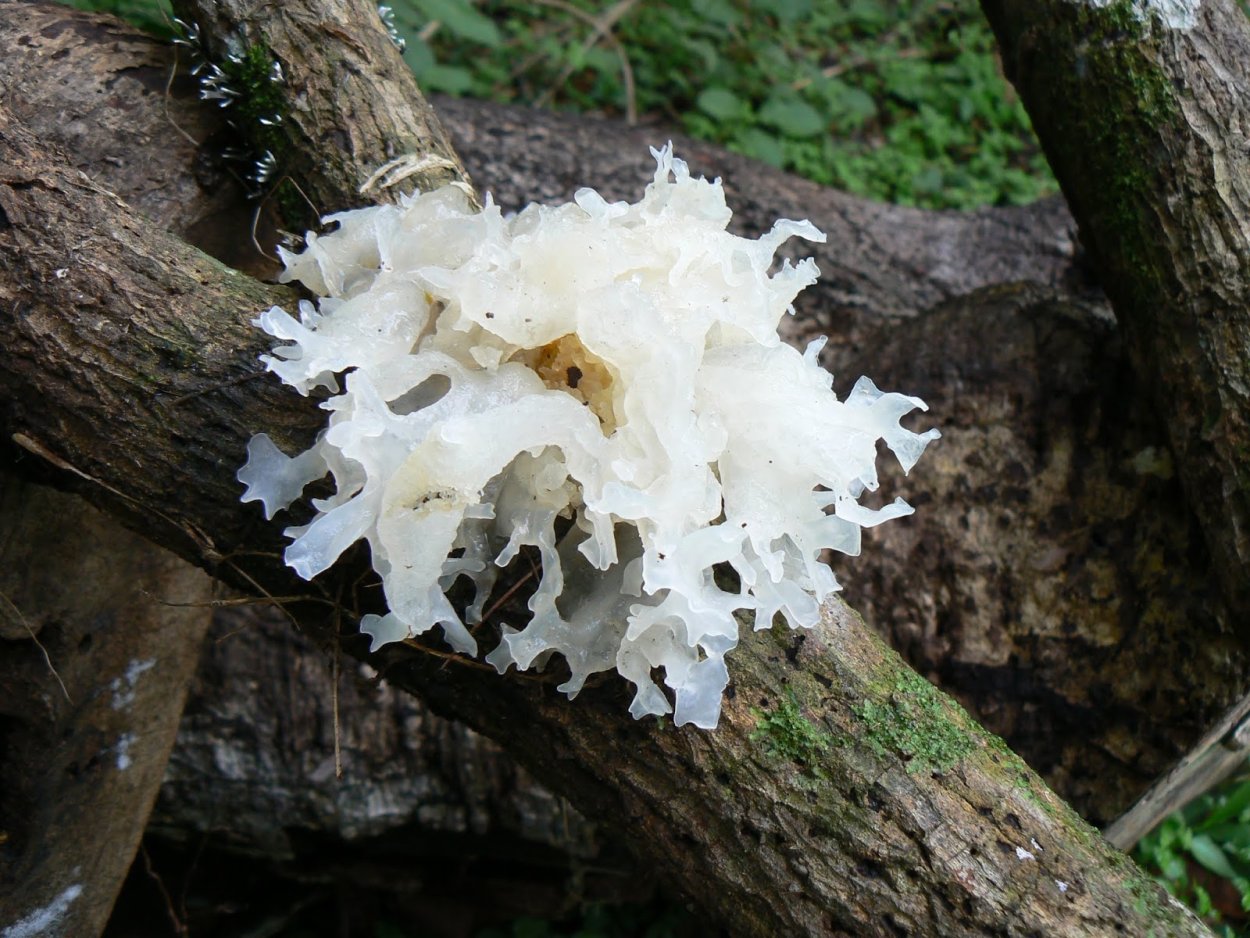 Tremella fuciformis
