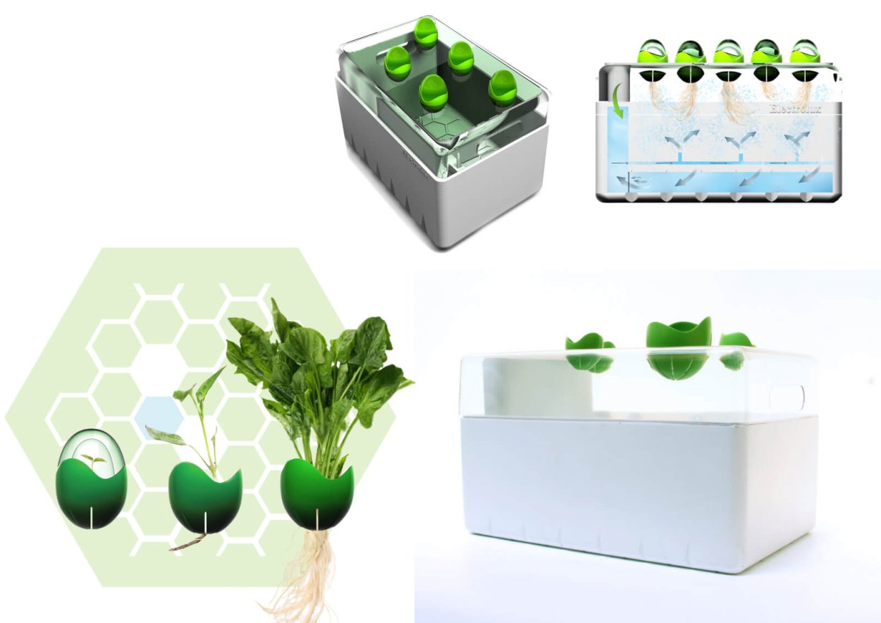 Сити ферма микрозелень