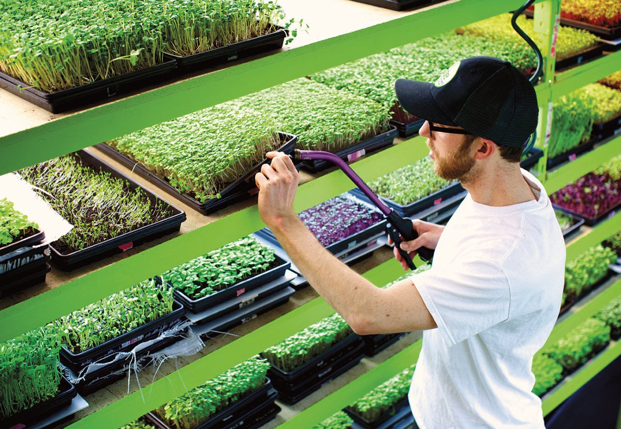 Гидропоника для микрозелени