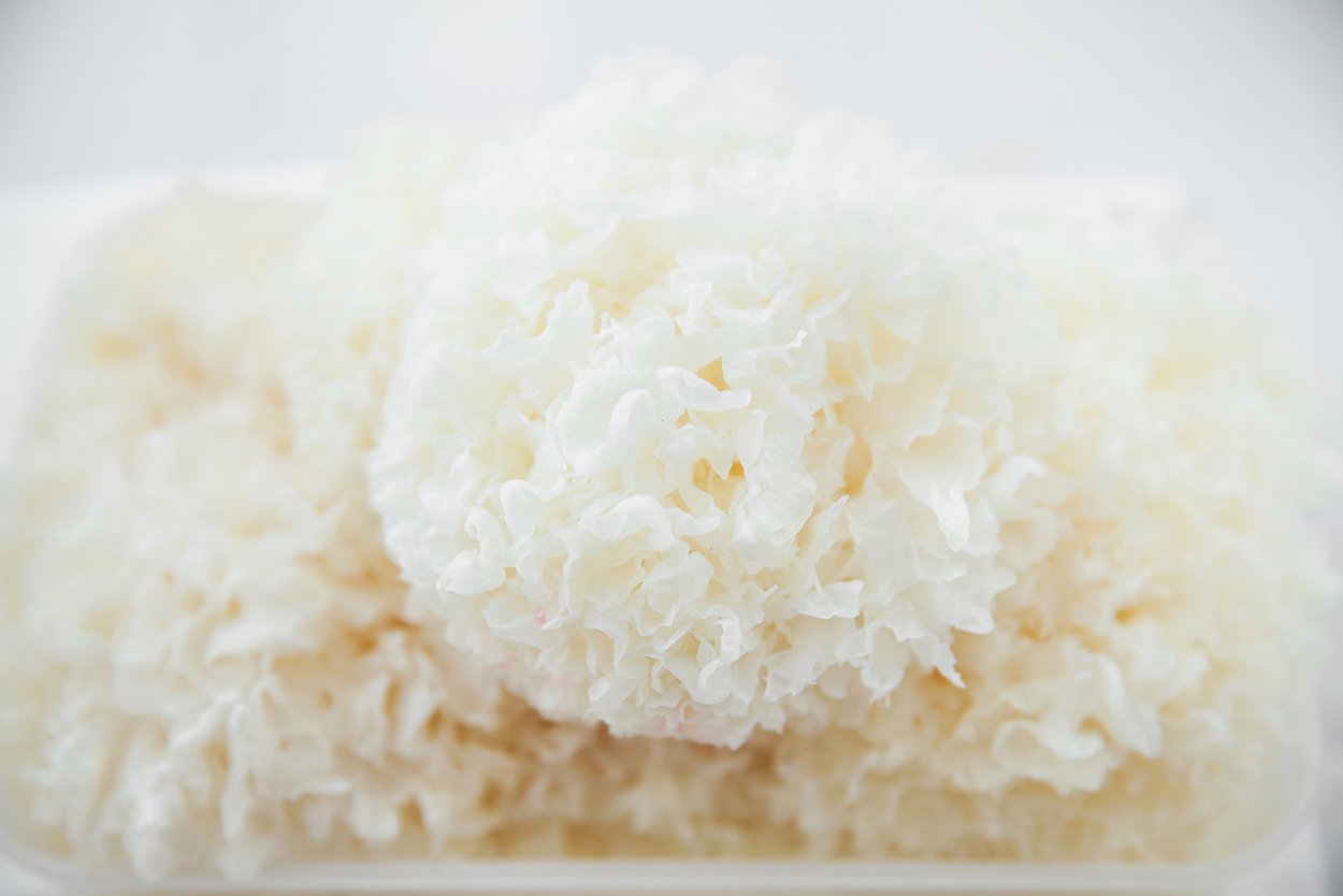 Древесный гриб китайский белый