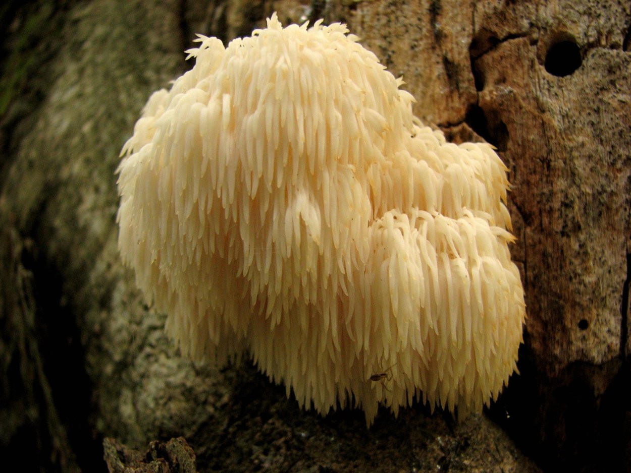 Древесный корейский белый гриб