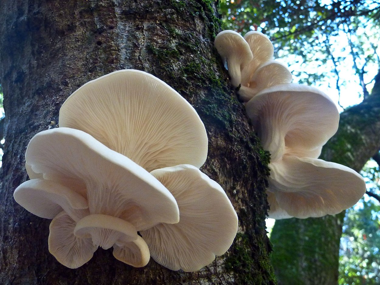 Pleurotus ostreatus по русски