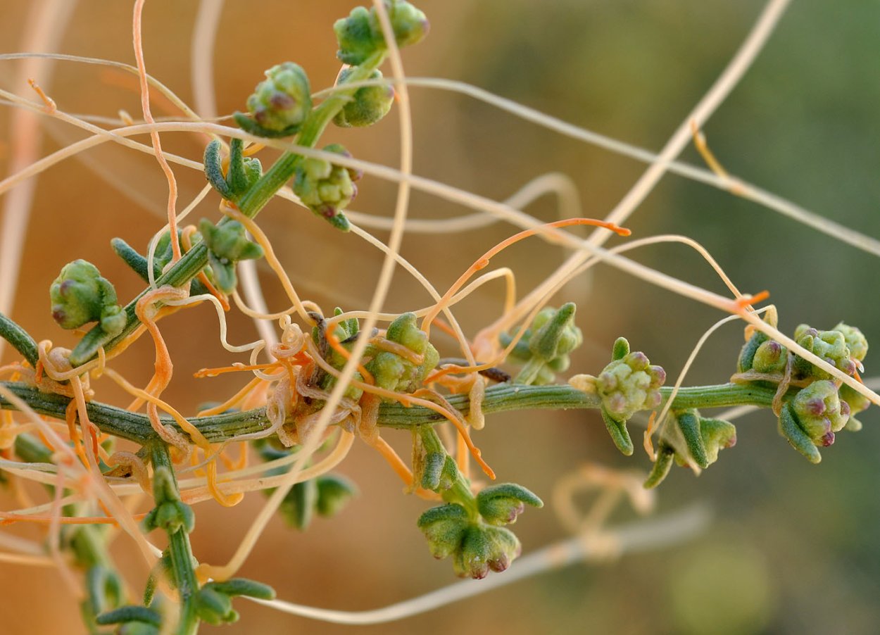 Повилика растение паразит