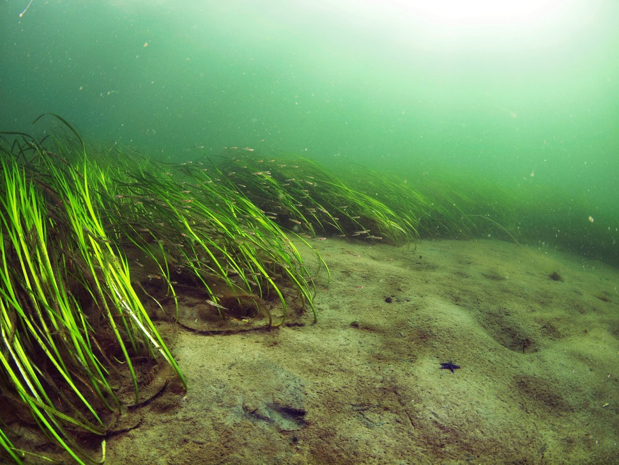 Морская трава. Seagrass цвет. Robinson - Seagrass Zen. Eelgrass. Eelgrass Strands.