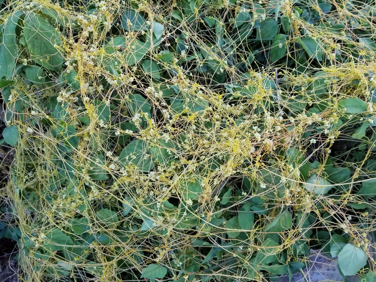 Повилика тонкостебельная