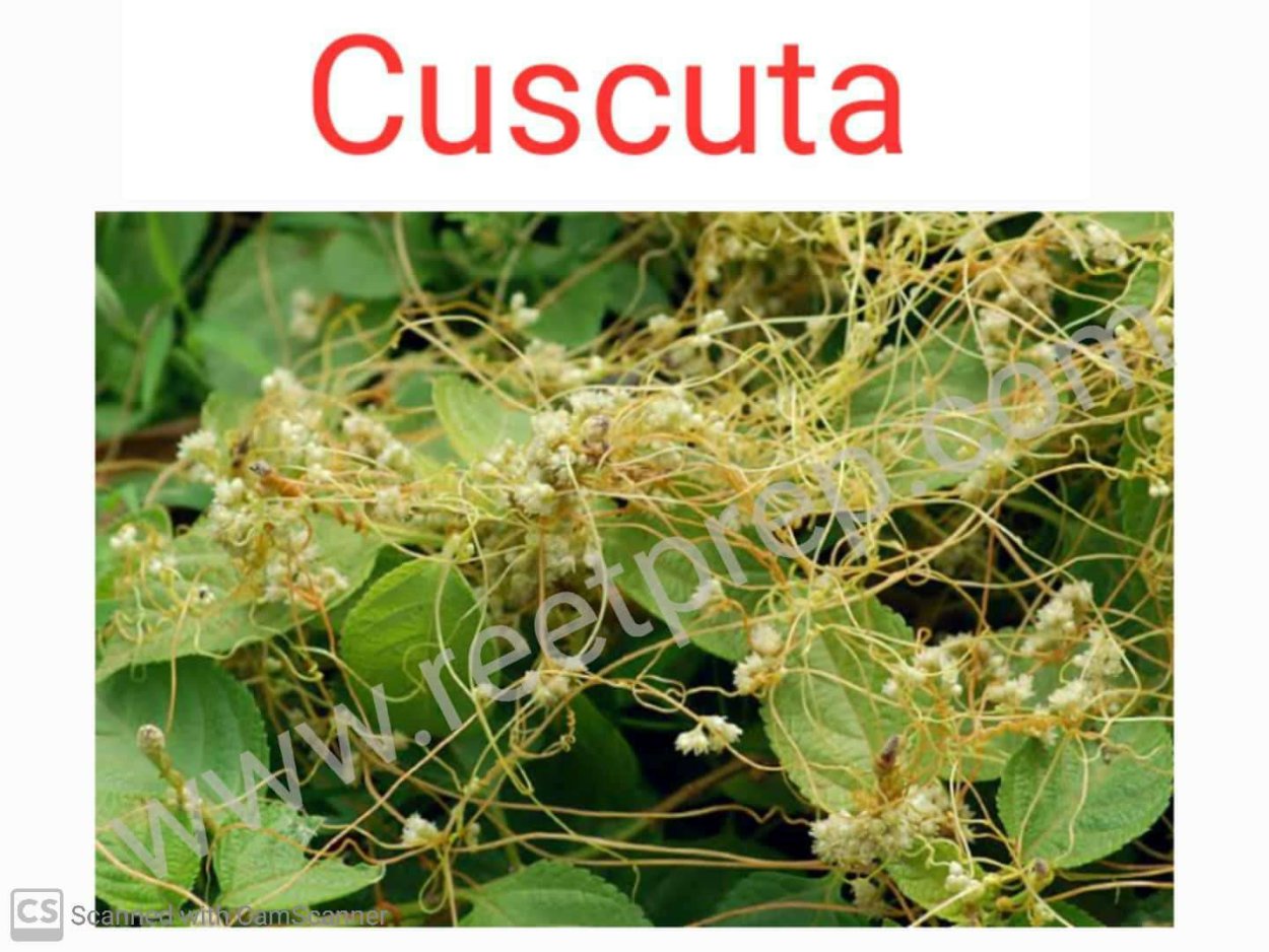 Мокрица трава сорняк