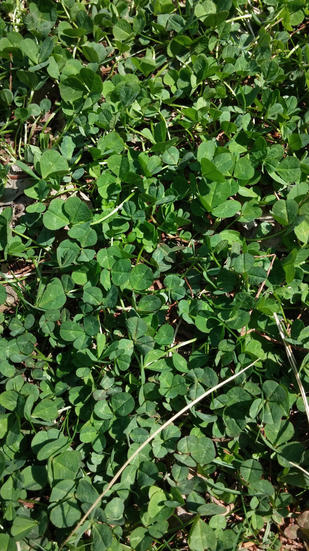 Переступень белый корень