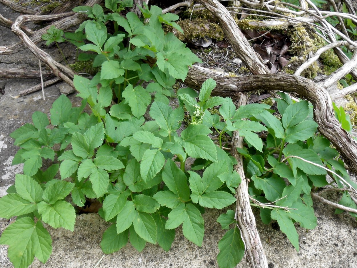 Сорняк хиновник