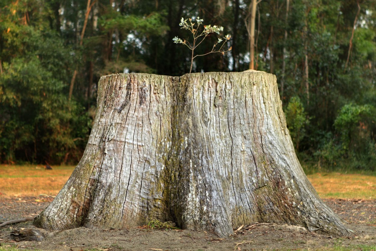 Пенек дерева