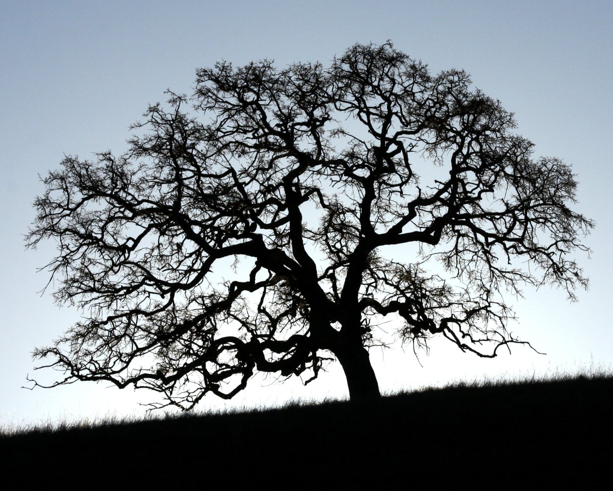 Ветвистое дерево