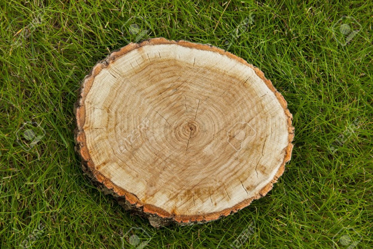 Спил дерева сверху