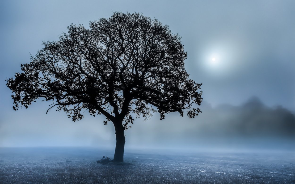 Красивое дерево