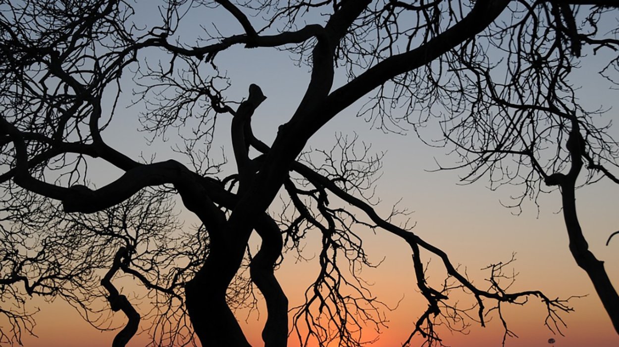 Сухое дерево