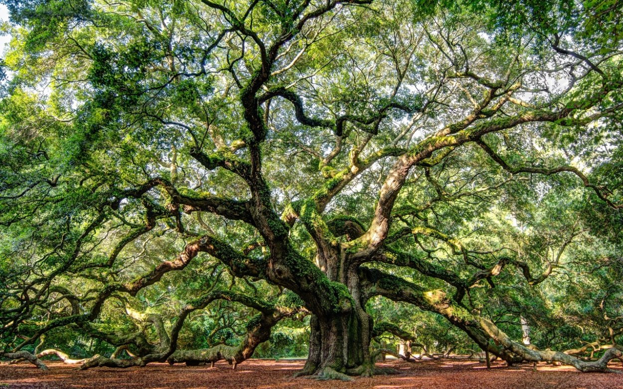 Крехимба дерево