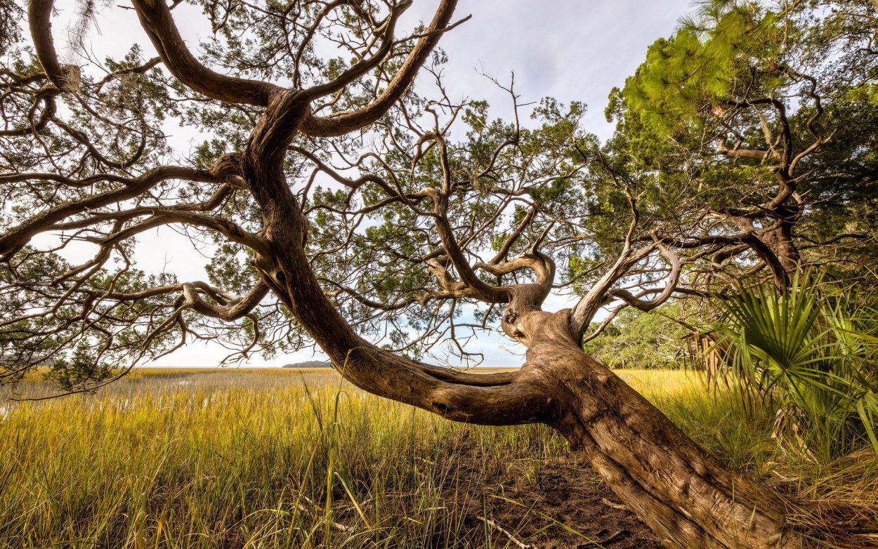 Дуб черешчатый корень