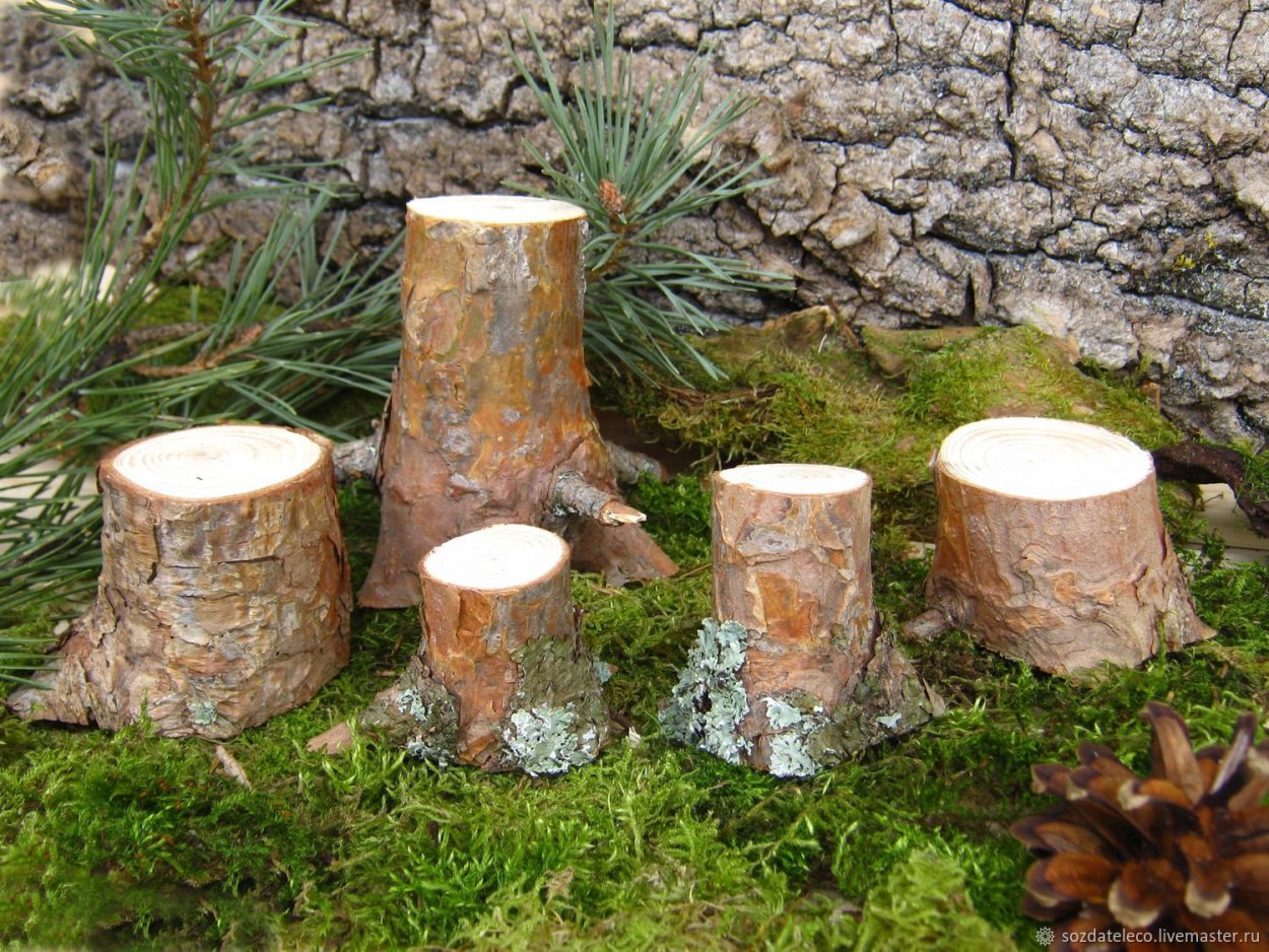 Пеньки хвойные