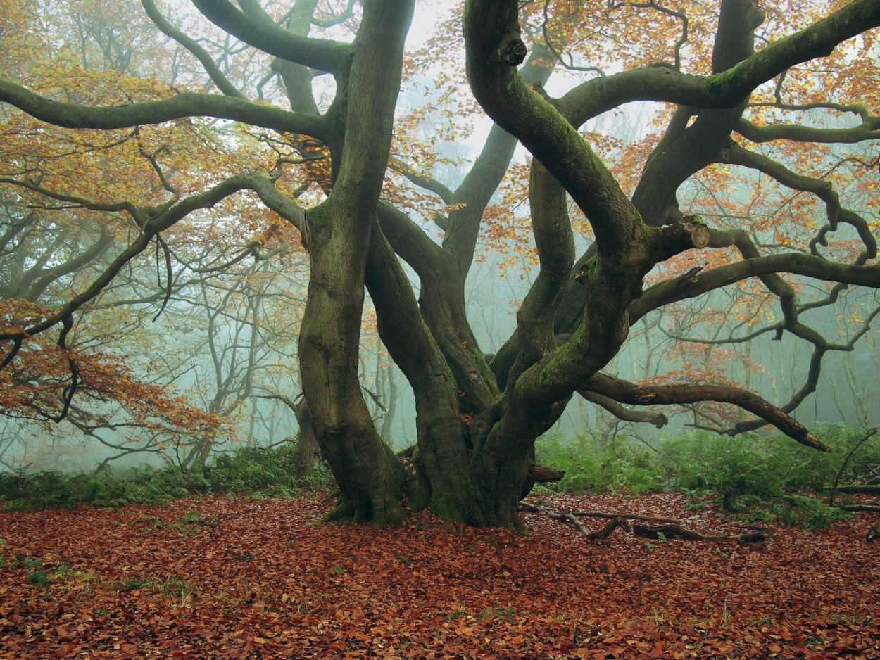 Дерево без листвы