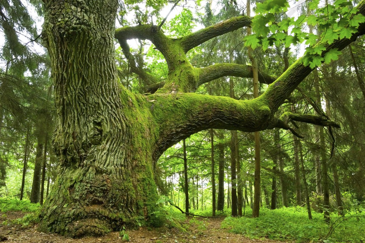 Могучее дерево