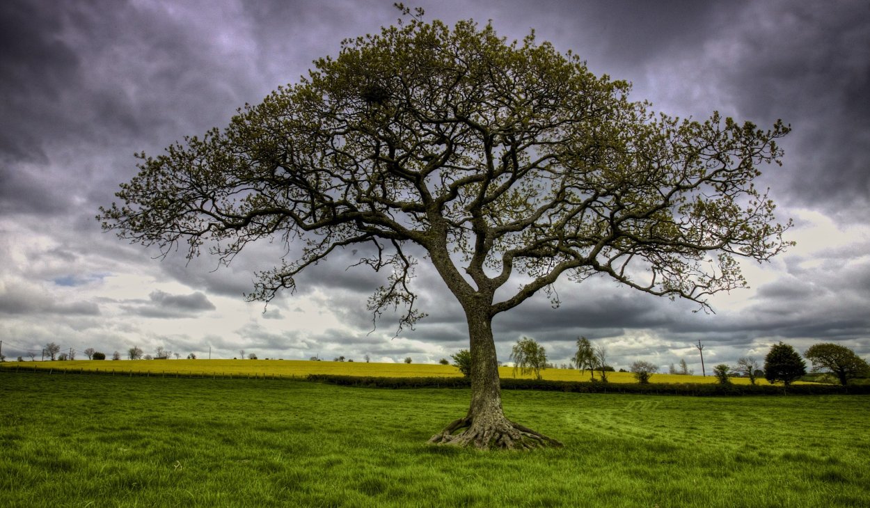 Киаат дерево