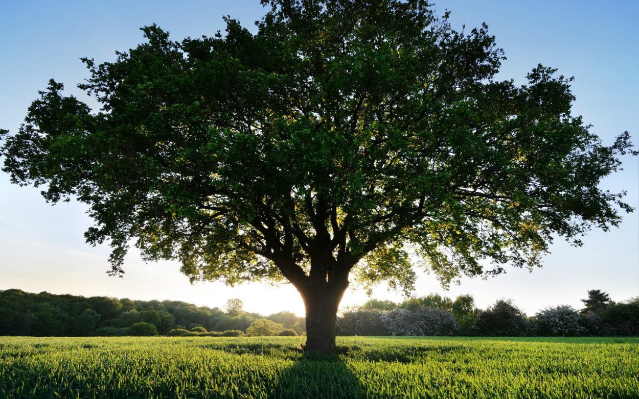 ЛИМУЗЕНСКИЙ дуб