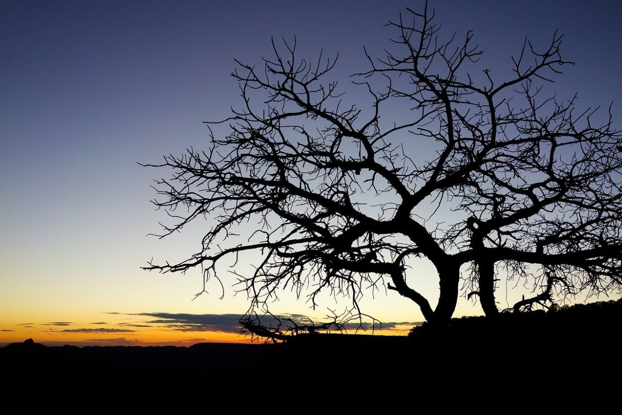 Дуб Комптон Хилл