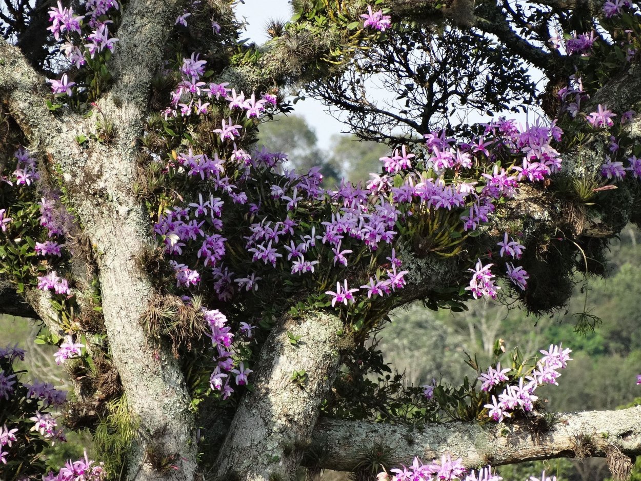 Эпифиты орхидеи фаленопсис