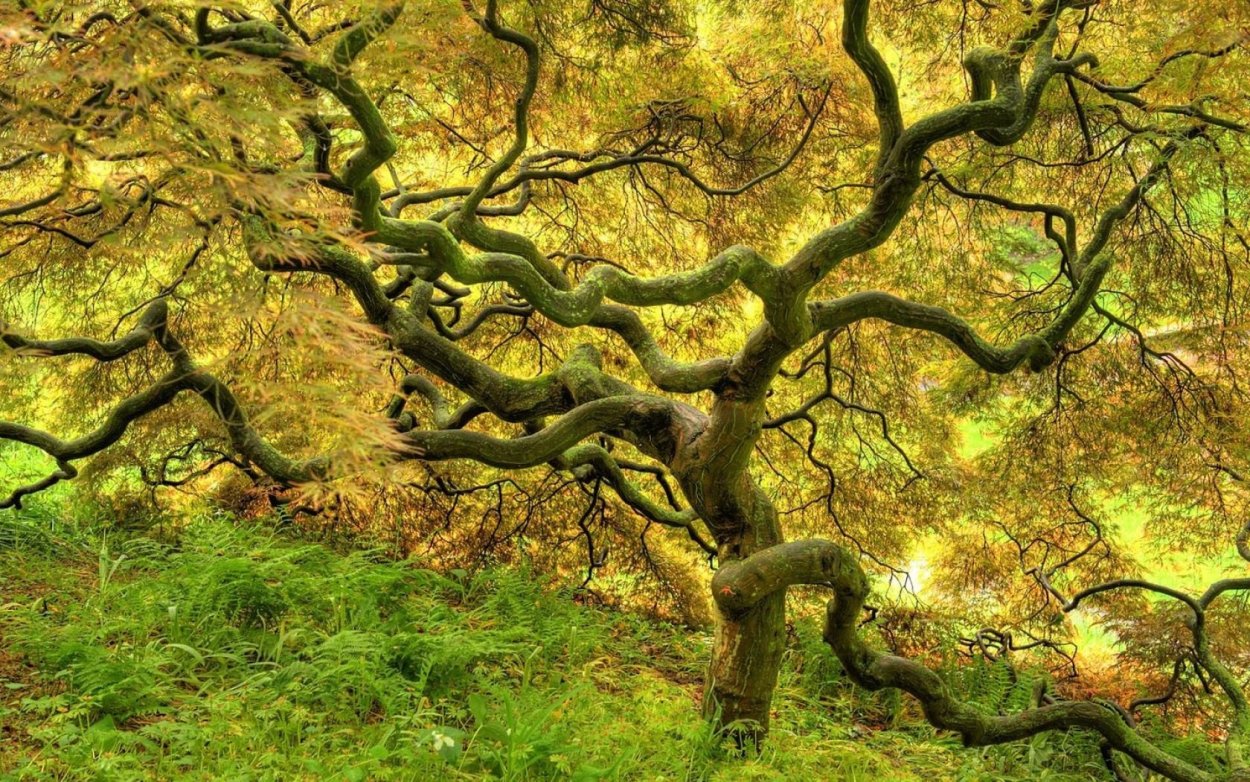 Ветвистое ДЕРЕВАСВЕРХУ