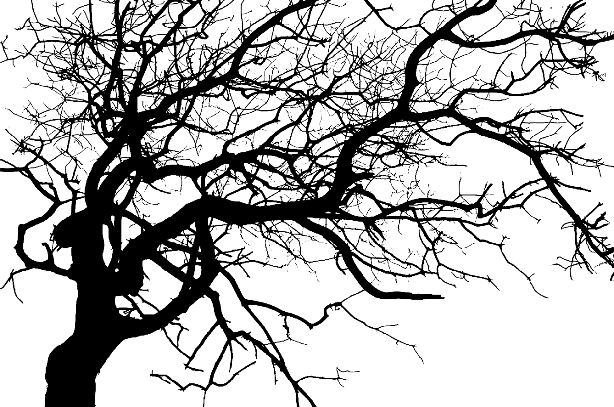 Пейзаж одинокое дерево