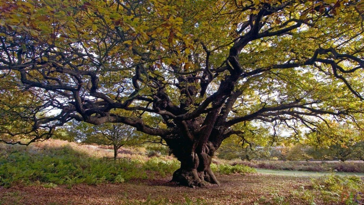 Ствол дерева без листьев