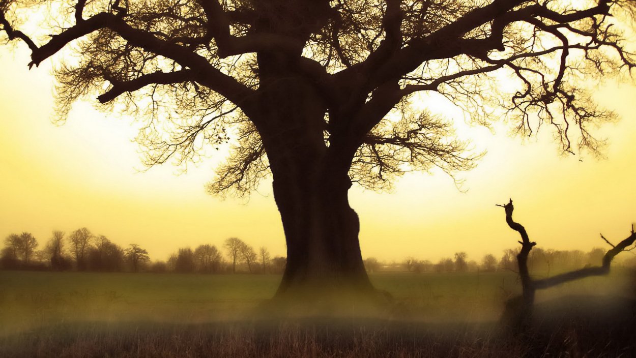 Под деревом